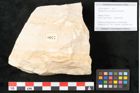 Foto (Objekt + Etikett) von Glyptostrobus europaeus Brongniarti (NHMW-GEO-2024-0188-8077)